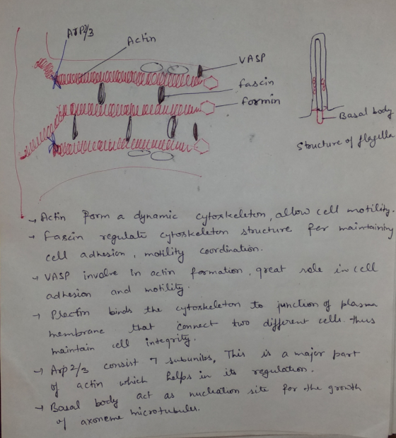 Actin VA SP fascin formin Basal L Structure ol tlydh cfin Pam a dynamic etonk main-tain om motlity coordination 니 VASP inv od