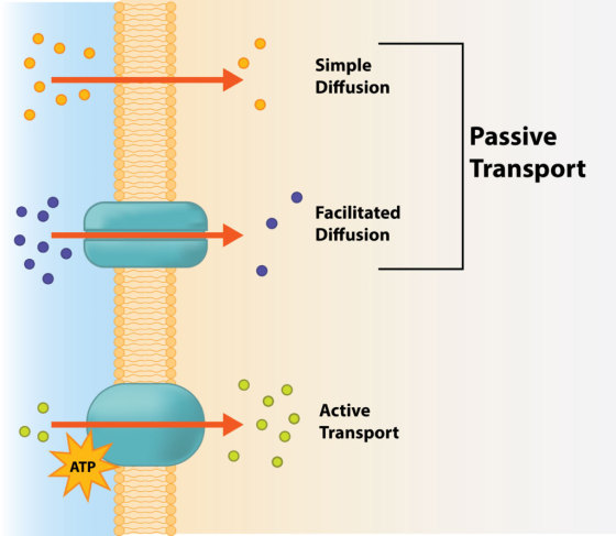 Simple Diffusion Passive Transport Facilitated Diffusion o Active o Transport ATP