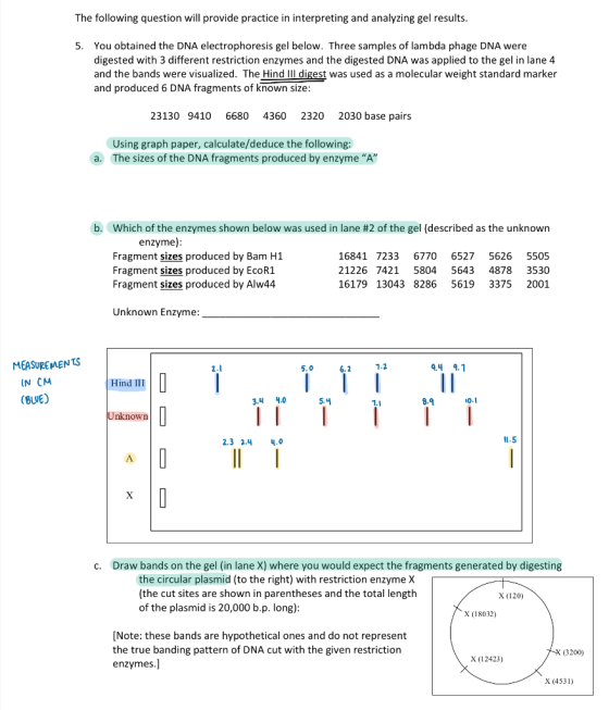 The following question will provide practice in interpreting and analyzing gel results You obtained the DNA electrophoresis g