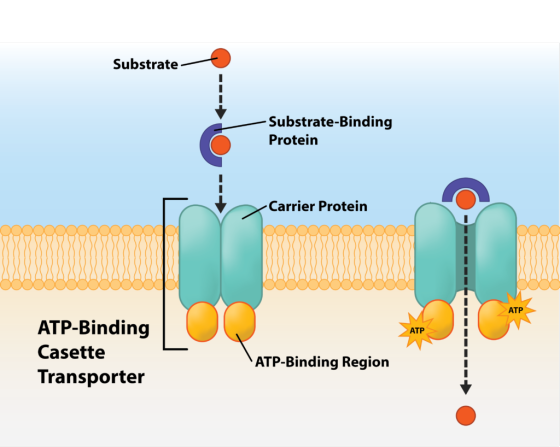Substrate Substrate-Binding Protein Carrier Protein ATP ATP-Binding Casette Transporter ATP ATP-Binding Region