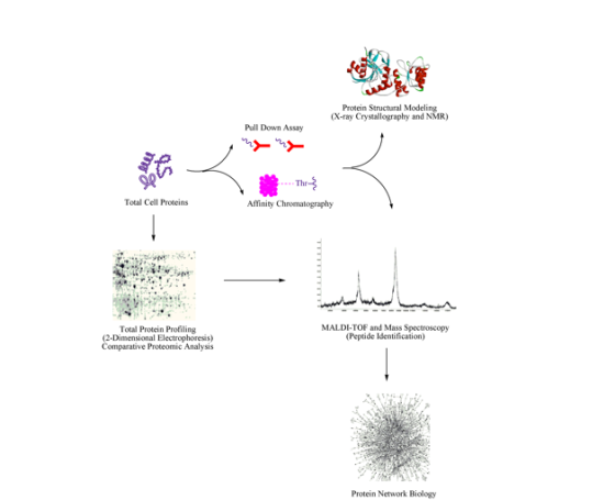 Protein Structural Modeling X-ray Crystallography and NMR) Pull Down Assay Thr- Total Cell Proteins Affinity Chromatography M