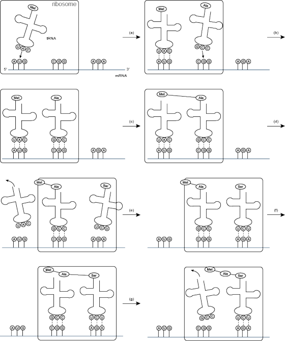ribosome RNA 5 3 mRNA Ala Ala Ala