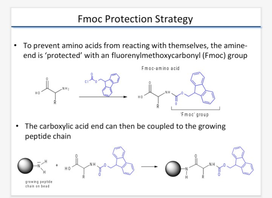 Fmoc Protection Strategy To prevent amino acids from reacting with themselves, the amine- end is protected with an fluoreny