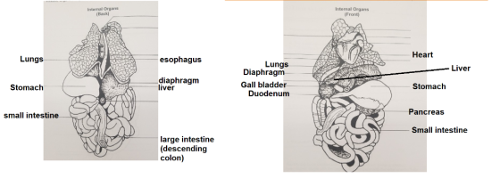 Internal Organs (Back) Internal Organs (Front) Heart Lungs esophagus Lungs Diaphragm Liver diaphragm liver Gall bladder Stoma