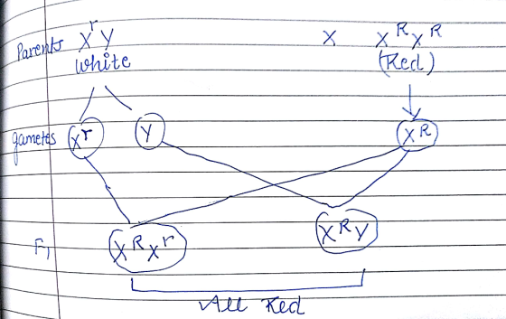 shite Red)