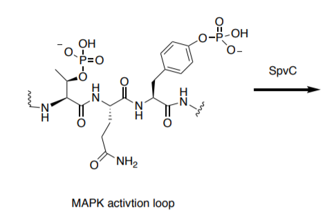 OH P=O SpvC H O O NIL MAPK activtion loop