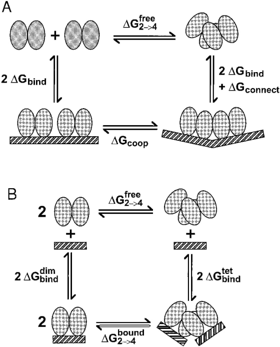 free AG2-4 2 AGbind connect free tet 2 AGbind dim 2 AGbind bound AG 2->4