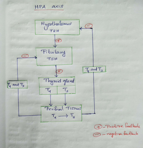 axis HPA rllalamas TRH Pitutarg TSH Tand Ts Thyroid gland and Ts T3 PerifeTissues T Ts -Pesitree fada 0-negative feekck