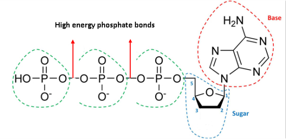 High energy phosphate bonds H2N 、、、Base 5 I O Sugar
