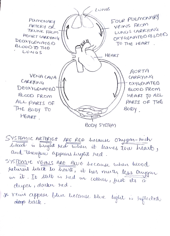 SONO7 FOUR PULMONuARy VE iNS FROM PULImoNARY ARTERY OR rey LUNUS CARRYING OXY4ENATEDB LOOS To THE HEART TRUNE FROM HEART (ARK