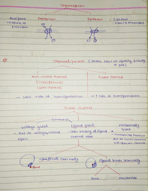 Cohramsporter fmiport Anti poTter Snpost Nature ot tramspeol Channel protein (onthe basss at apening alostg at gak) Nom-chatc
