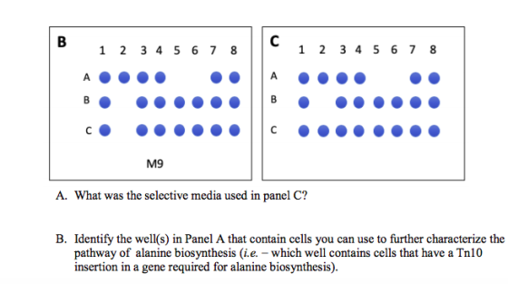 1 2 3 4 5 6 7 8 1 2 3 4 5 6 7 8 M9 A. What was the selective media used in panel C? B. Identify the well(s) in Panel A that c