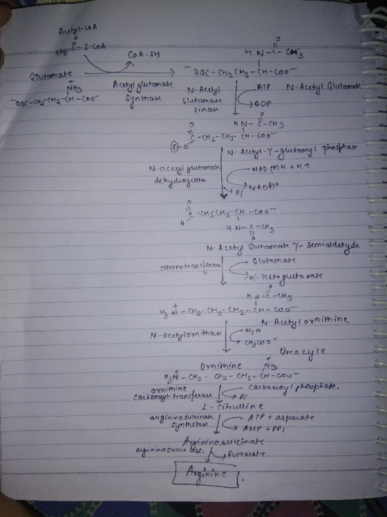 Co A-H N-Actlyl in thourlutcimas kinos M N-C- CH3 L phesphor 2- omihine taak afneyi-truniteta从.IS → ρ AtP t aspauate ninosuti