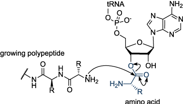 NH2 RNA growing polypeptide NH2 R O 2H2N amino acid