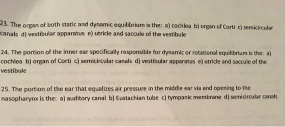 23. The organ of both static and dynamic equilibrium is the: a) cochlea b) organ of Corti c) semicircular canals d) vestibula