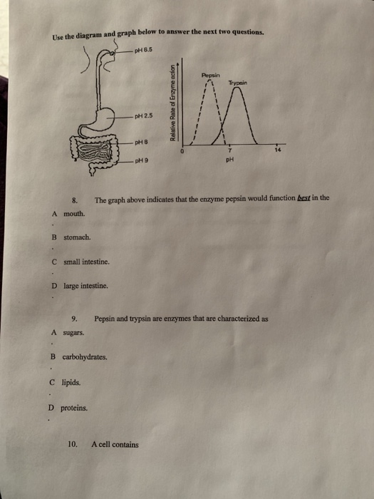 Use the diagram and graph below to answer the next two quest pH6.5 Pepsin Trypsin pH2.5 pH 8 14. pH 9 PH 8. The graph above i