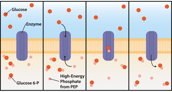 Glucose Enzyme High-Energy Phosphate Glucose 6-P from PEP