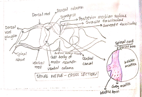 Dorsal rolumn Dorsal rac sdaus Crracile fasciculus Se -Posterior medion sulus Doysal oot auneate fasciculu ganglion spinal co