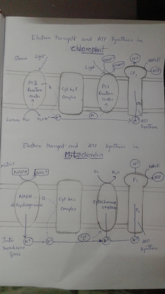 Electron tampok and ATP syntheri, in Chloroplas edrom 1弓 /n Lyn ADPAP ona Apl AppH Li ATP CF Reaution ATP itadhondria Mi ADP+