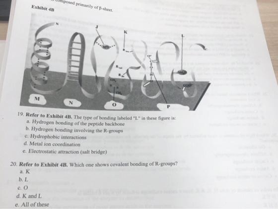 LUmposed primarily of p-sheet Exhibit 4HB 19. Refer to Exhibit 4B. The type of bonding labeled L in these figure is: a. Hyd
