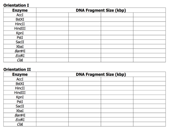 Orientation I DNA Fragment Size (kb Enzyme AccI BstXI HincII HindIII Kpnl PstI SacII Xbal BamHI EcoRI Clal Orientation II DNA