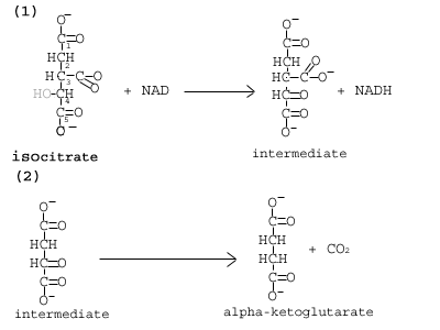 IH Hd-C-o +NAD NADH intermediate isocitrate alpha-ketoglutarate intermediate