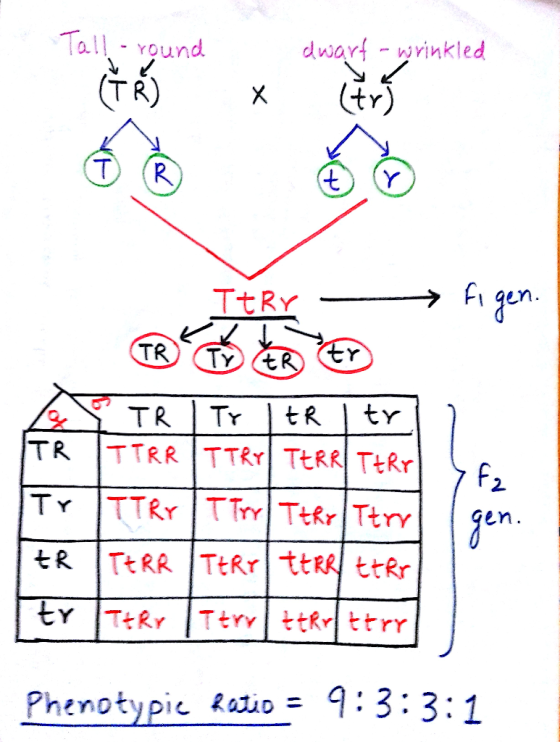 all round dwart-wwrinkled T R F2 phenotypic eat,D = 9 : 3 : 3 :