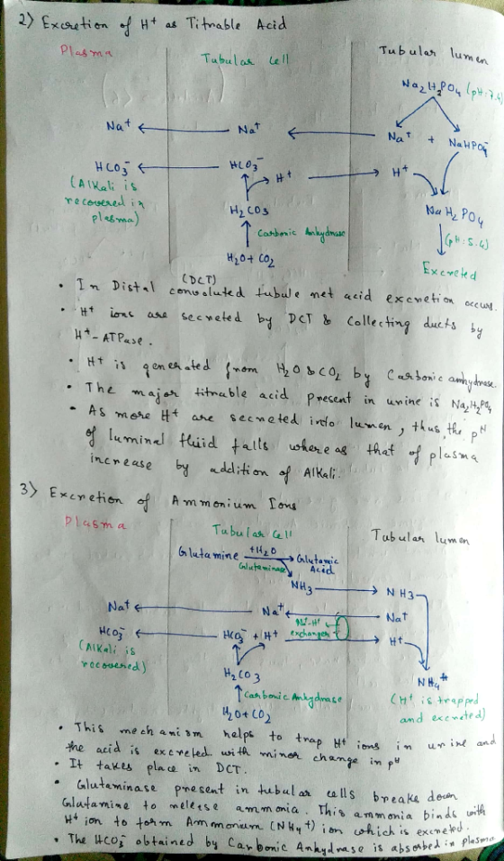 as Titnable Acid 2) Exation of H Tubular lum en Plas ma Le ll Tubulas NazPo p4 Nat Nat Nat + NaHPo H03 Ht Ht HCo (AIKali is r