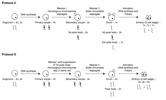 Protocol C Meiosis Homologous chromosomes segregate Meiosis I: Sister chromatids segregate Activation, DNA synthesis and mito