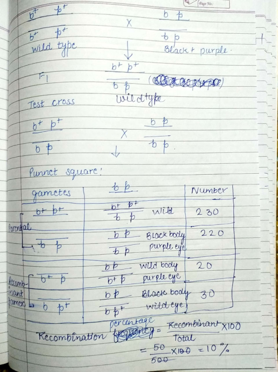 Page No. b p Wild type Black t purple Fi sitdtyhe Test cross + Punnet square Number gametes Wld 2 30 Partmhal 220 BLOCK Purpl