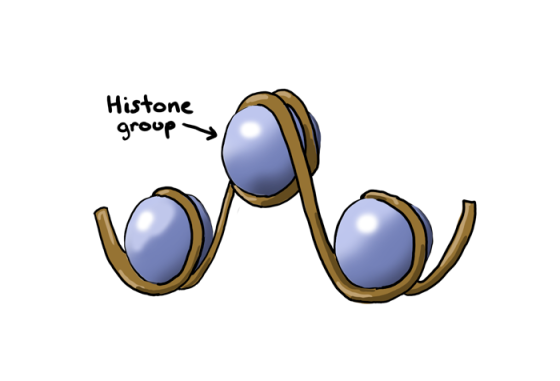 biobook_dna_graphik_12.png