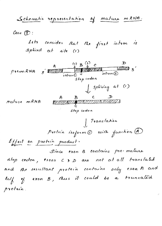 splced cut site (I) P、e-mRNA intien@ S fop codon Spl at C) mafure mRNA stop tedon Translahon Sincu exon & e tontaahs pe ma an