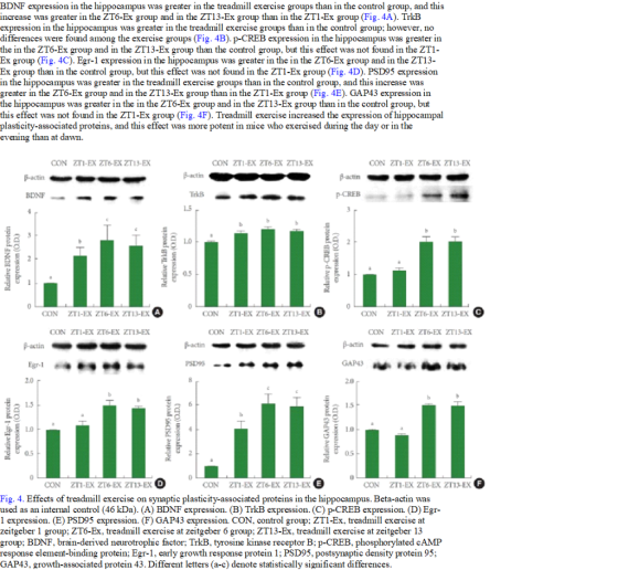hippocampus was greater in the treadmill exercise BDNF expression i increase was greater in the ZT6-Ex group and in the ZT13-