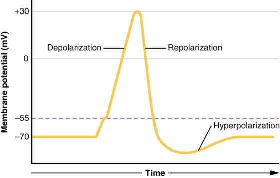 +30 Depolarization Repolarization 0 一一55 2 Hyperpolarization 70 Time