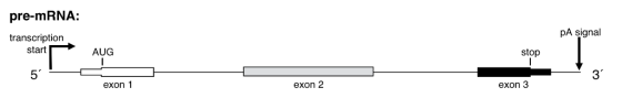pre-MRNA: pA signal transcription start AUG stop 5 3 exon 1 exon 2 exon 3
