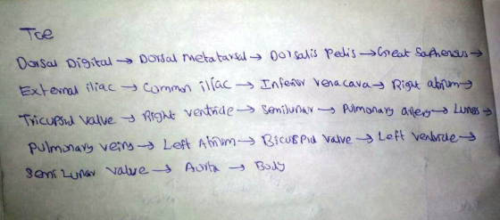 Toe eat SaAhensus O01 alis Peis DOsal etatavd DaYSau Digital Infea vena cava Rigt abum Extemal iliac Commn ilíac Tricupsul Va