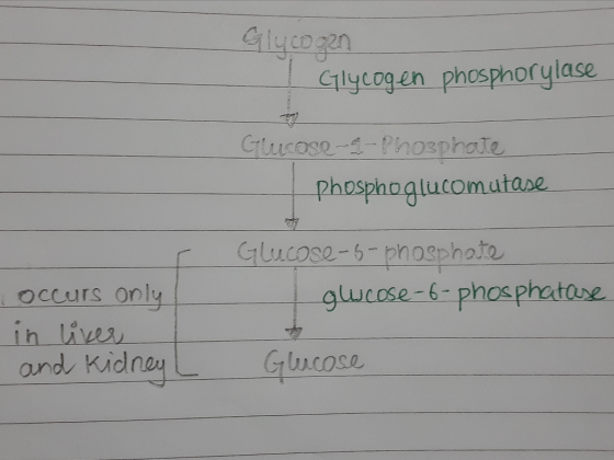 Cilycogen phosphorylase sphate Phospho glucomutase Glucose-5-phosphate occurs only glucose-6 phosphataxe. in lively | ーーーカ id