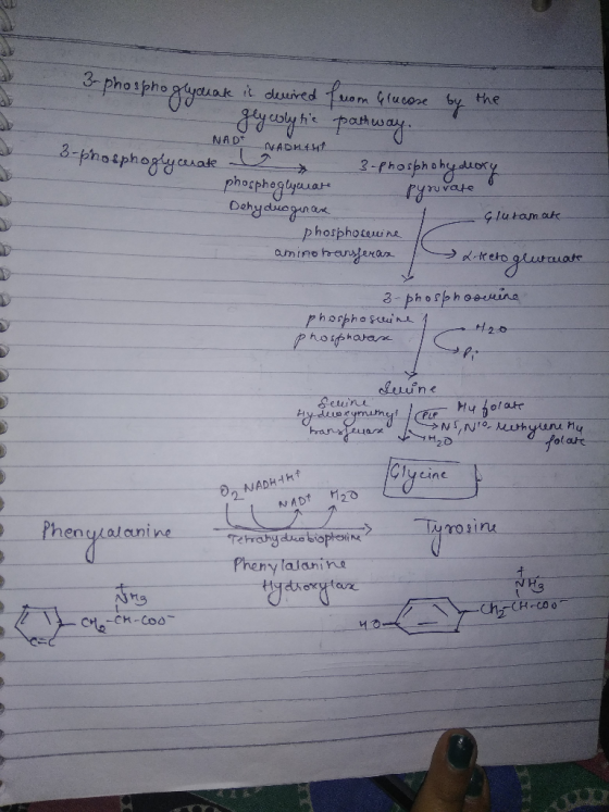 3- NAD NADH.AH hosphegtytua uvae lu tan cukr phosphoceuune. a-phospho似uing 2力 ymume Ç1 WADHHf 2 einc rosin henyal aunine Phen