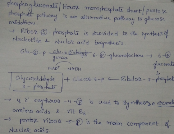phospho gluconalal Henok monoprosphal。shunt l pentose Nlucleotfde & Nucleic acid bontheees p-alu.GLOdebutu^ 6-e)ใ|ucorolach