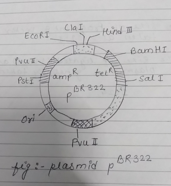 ECORT Cla I R 32 Ori が:.plaamid B322 P