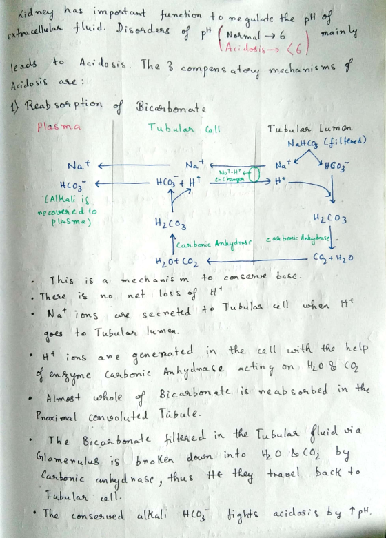 Kidmey extra cellulas has import ant funetion to fluid. Diseadens of pH (Nermal 6 e gulate the pH of mainly <6) Aci do sis. T