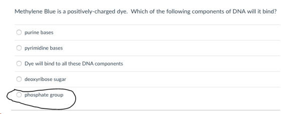 Methylene Blue is a positively-charged dye. Which of the following components of DNA will it bind? purine bases Opyrimidine b