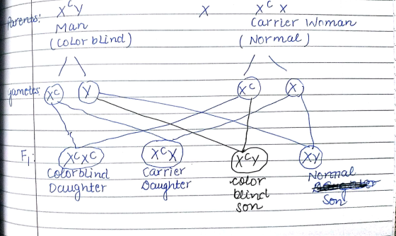 kreras Man Carrier IWoman (CoLor blncl) Normal) amc FXX orbind nuC Nermal Daughter Souahter Som