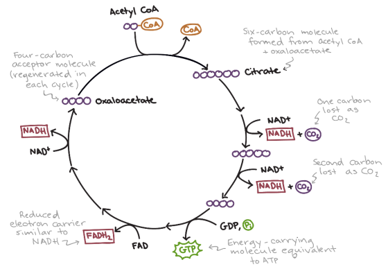 Acetyl CoA CoA Six-carloon mo lecule formed from acetyl CoA oxaloacetate Fouur-carbon acceptor molecule regenerak d each cycl