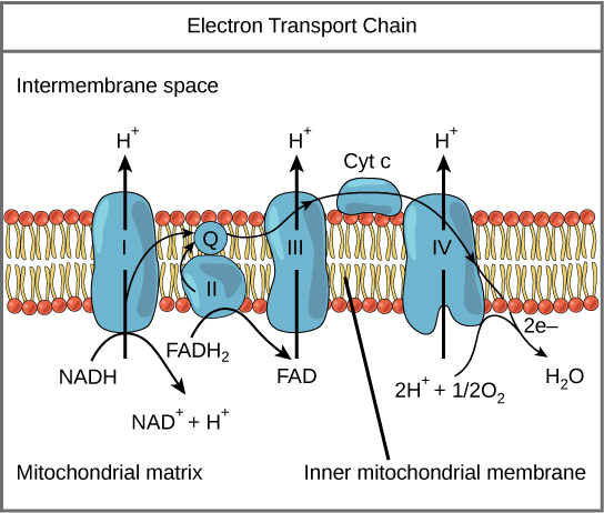 Electron Transport Chain Intermembrane space Cyt c IV 2e- FADH2 NADH FAD H2O 2H 1/2022 NAD+H Mitochondrial matrix Inner mitoc