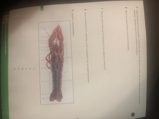 5 Name the phylum of 7 Describe and provide specific examples of the subphylum Chelicerata 8 What is the basis for the separa