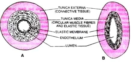 TUNICA EXTERNA (CONNECTIVE TISSUE TUNICA MEDIA (CIRCULAR MUSCLE FIBRES AND ELASTIC TISSUE) -ELASTIC MEMBRANE ENDOTHELIUM -LUM