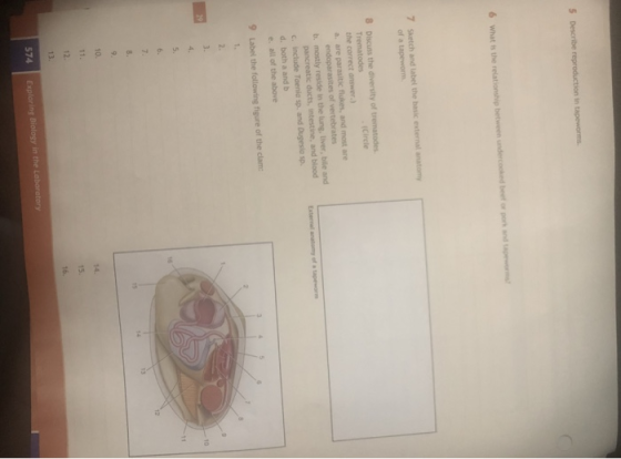. on in 7 Sketch and label the basic external anatom of a tapeworm 8 Discuss the diversity of trematodes Circle the correct a