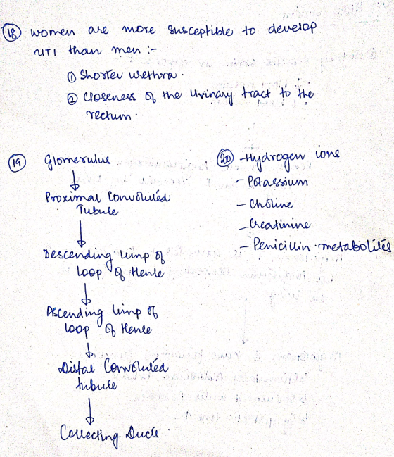 ens ceptible to develop ane women than men UTI Shotev werhra the uvinay tact to tHe osenes Techum one Glomerulus Potassium Pr