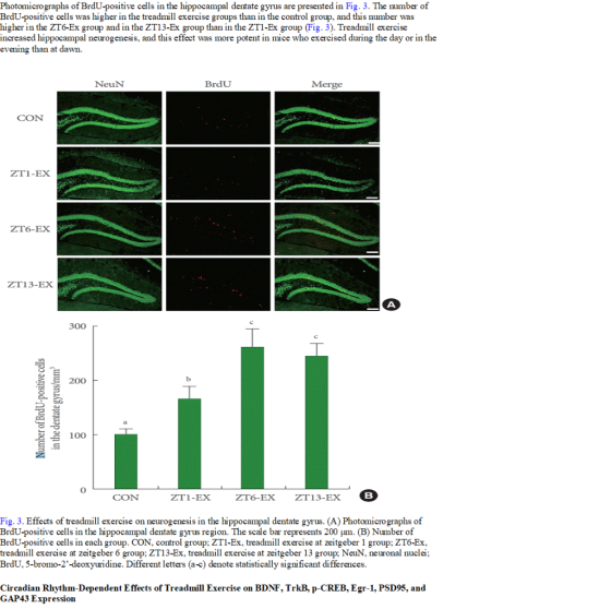 Photomicrographs of BrdU-positive cells in the hippocampal dentate gyrus are presented in Fig. 3. The number of BrdU-positive